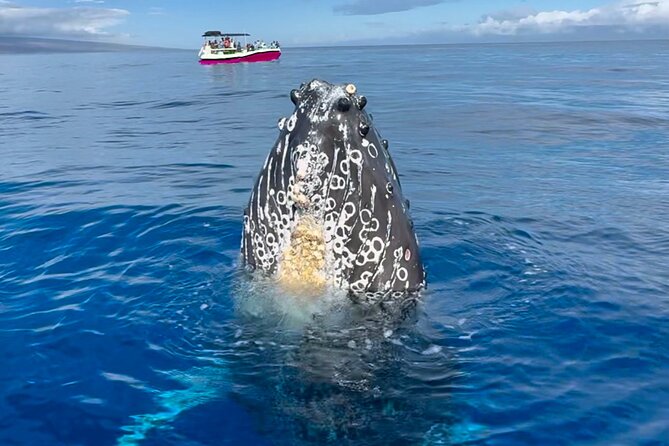 2 Hour Afternoon Lahaina Whale Watch - No shoes, shade everywhere, and a boat that feels built for comfort