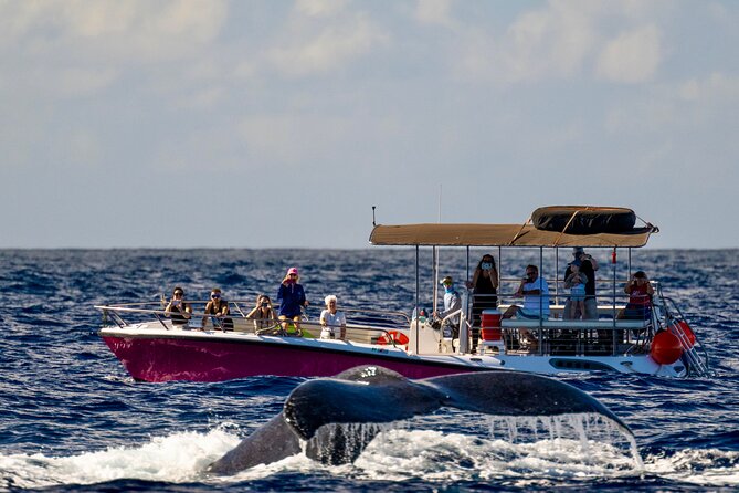 2 Hour Prime Time Maui Whale Watching - Key Things That Make This Whale Watch Work