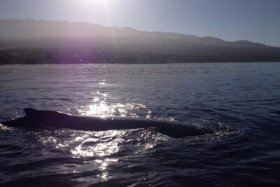 5 Hour Molokini Snorkel & Turtle Tour in Maui - Molokini Crater snorkel: aquarium-blue water and reef fish