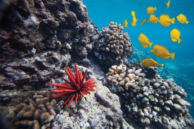 Discover the Magic of Coral Garden’s Turtle Town - Maalaea Harbor - Comfort, Safety, and the Boat Experience