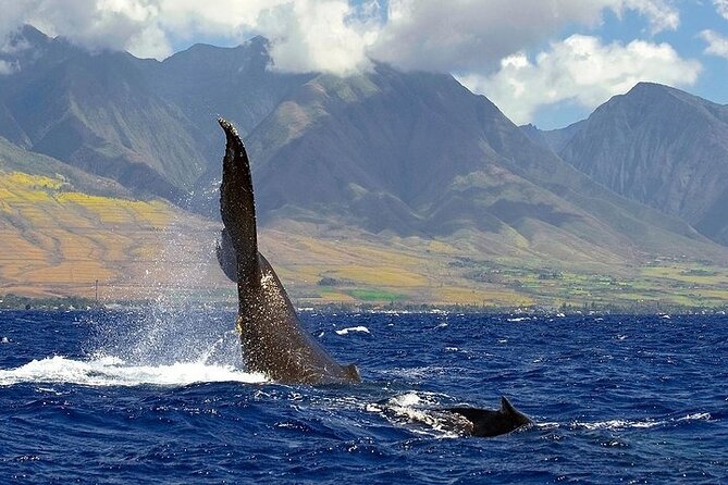 From Ma'alaea Harbor: Sunset Whale Watch Tour Aboard the Malolo - Ma’alaea Harbor and the 3:30pm sunset timing
