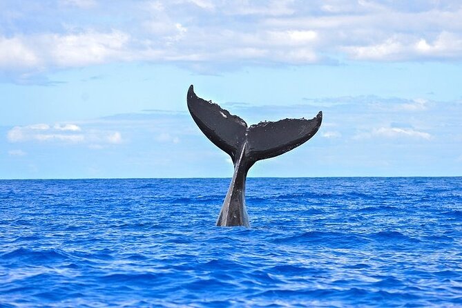 From Ma'alaea Harbor: Sunset Whale Watch Tour Aboard the Malolo - The whale-spotting game plan on a high-speed catamaran