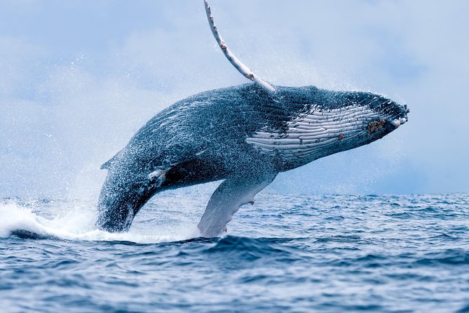 From Ma'alaea Harbor: Whale Watch Cruise Aboard the Malolo - Key things to know before you go