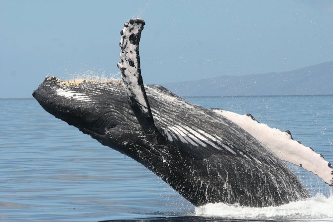 From Ma'alaea Harbor: Whale Watch Cruise Aboard the Malolo - Families, kids, and motion: who this tour suits best