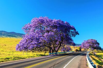 Haleakala Express Self-Guided Bike Tour with Bike Maui - Where you start: 810 Haiku Rd and your 9:30 am launch