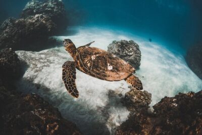 Half-Day Deluxe Molokini Snorkel Excursion in Maui - Turtle Town in summer and humpbacks in winter