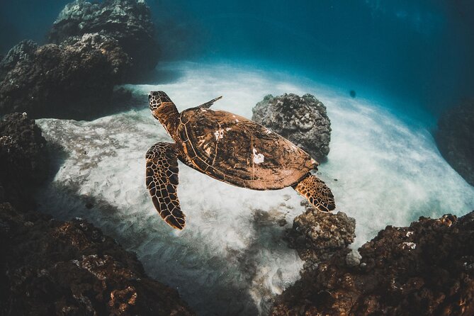 Half-Day Deluxe Molokini Snorkel Excursion in Maui - Turtle Town in summer and humpbacks in winter