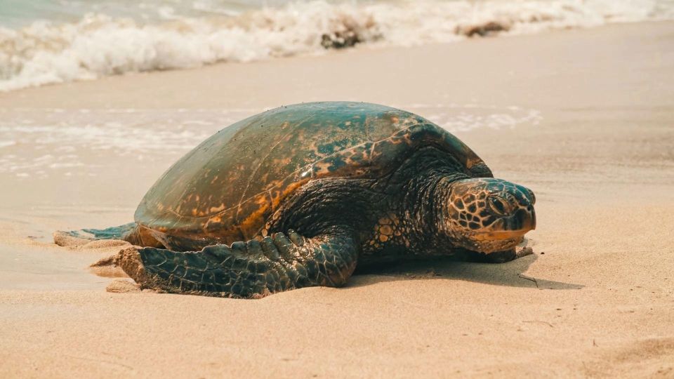 Honolulu: Highlights of Oahu Small Group Tour - Hanauma Bay, blowholes, and Sandy Beach: the scenery plus the caution