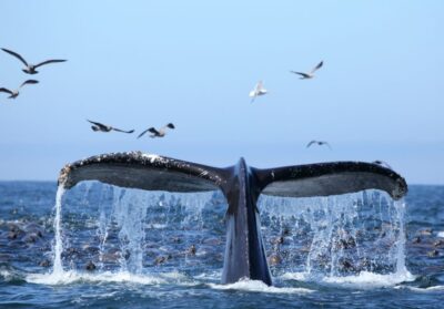 Honolulu, Oahu: Waikiki Whale Watching Cruise - Season timing: when humpbacks are most likely off Oahu