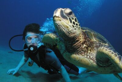 Intro/Refresher Dive Swim Ability Required - The Maui setup: where you meet and how the timing feels