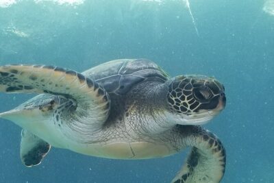 Kayak and Snorkel: Maui West Shore - The paddle segment: what 1.5 miles feels like in real life