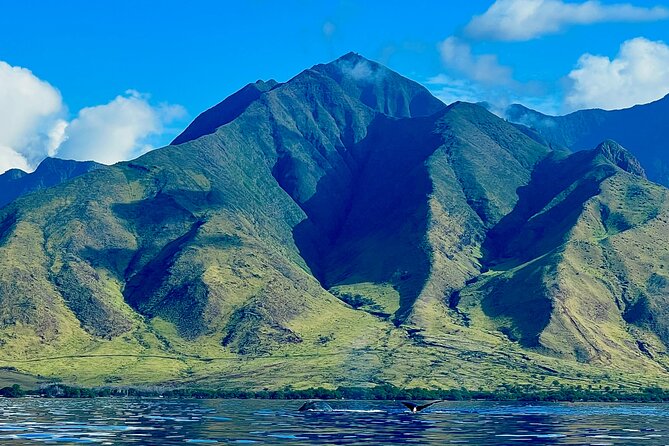 Kayak & Turtle Town Snorkel(Turtles Guaranteed) + Whale Watching - Turtle Town snorkel: the “natural spa” moment