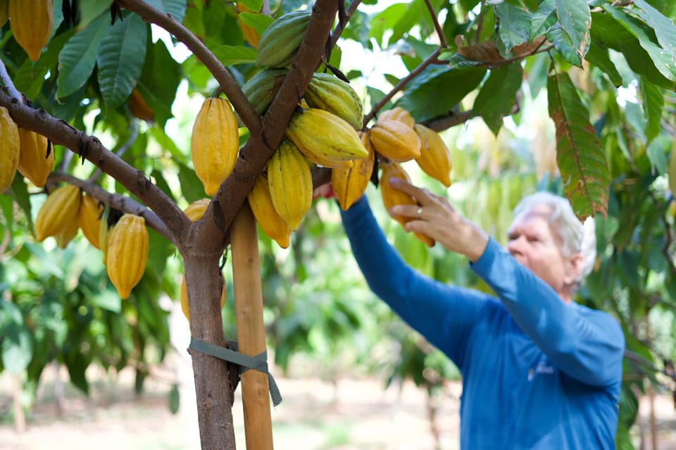 Lahaina: Maui Ku'ia Estate Guided Cacao Farm Tour & Tasting - From Lahaina Factory to the West Maui Hills: How the Tour Flows