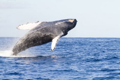 Ma'alaea Harbor: Whale Watching Tour Aboard Power Catamaran - The Captain’s Whale Notes: What the Narration Helps You Spot