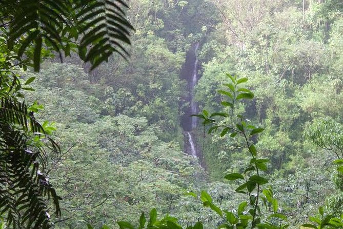 Manoa Falls Rainforest & Self-Guided Hike - The rainforest walk to Manoa Falls: distance, terrain, and what the “moderate” label really means