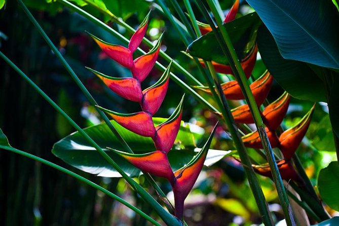Manoa Waterfall Hike with Waikiki Pickup & Healthy Lunch - How Long Is This, and What Does the Day Feel Like?