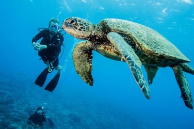 Maui Certified Shore Diving from Lahaina - Meet the Team: Naturalist Lessons and Fish Names You Can Remember