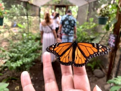 Maui: Interactive Butterfly Farm Entrance Ticket - The Guided Walk: Plants, Fruit, and a Habitat You Can Feel