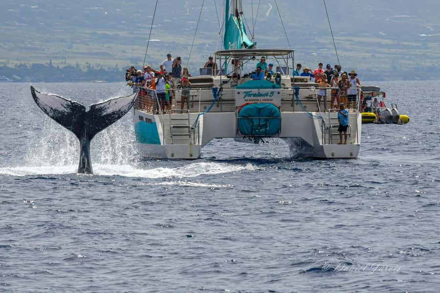 Maui: Ka'anapali Whale Watching Cruise on Luxury Sailboat - Boarding at Ka’anapali Beach: easy start, real Maui feel