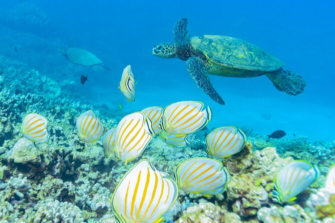 Maui: Molokini Crater and Turtle Town Snorkeling From Kihei - Boat Comfort and On-Board Treats That Actually Help