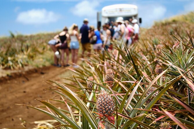 Maui Pineapple Farm Tour in Haliimaile - Inside the 90-minute flow: field time plus a packing facility stop