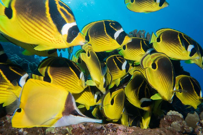 Maui Scuba Diving Introductory Lesson from Lahaina - The 7:30am plan: how the morning usually unfolds