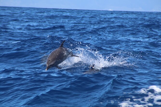 Maui to Lanai Semi-Private Eco Raft Snorkel & Dolphin Tour - Price and value: is $96.52 worth it?