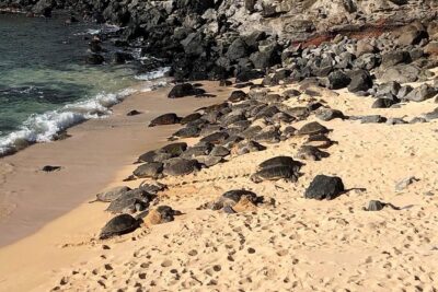 Maui Tour : Road to Hana Day Trip from Kahului Lunch, Water, Chip - Paia, Ho‘okipa, and Turtle-Watching Beach Energy