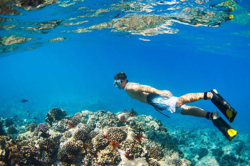 Maui: Turtle Town Kayak and Snorkel Tour - The Paddle Through Turtle Town: 1.5 Miles of Real Wildlife Time