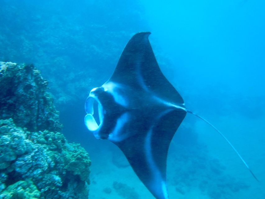 Maui: Turtle Town Kayak and Snorkel Tour - Starting at Makena Landing Park: Quick Setup, Clear Directions