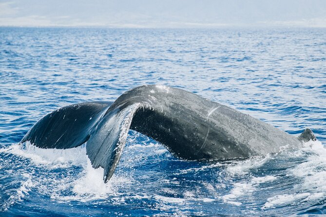 Midday Whale Watch: Mā’alaea Harbor - When sails don’t cooperate: the captain’s Plan B