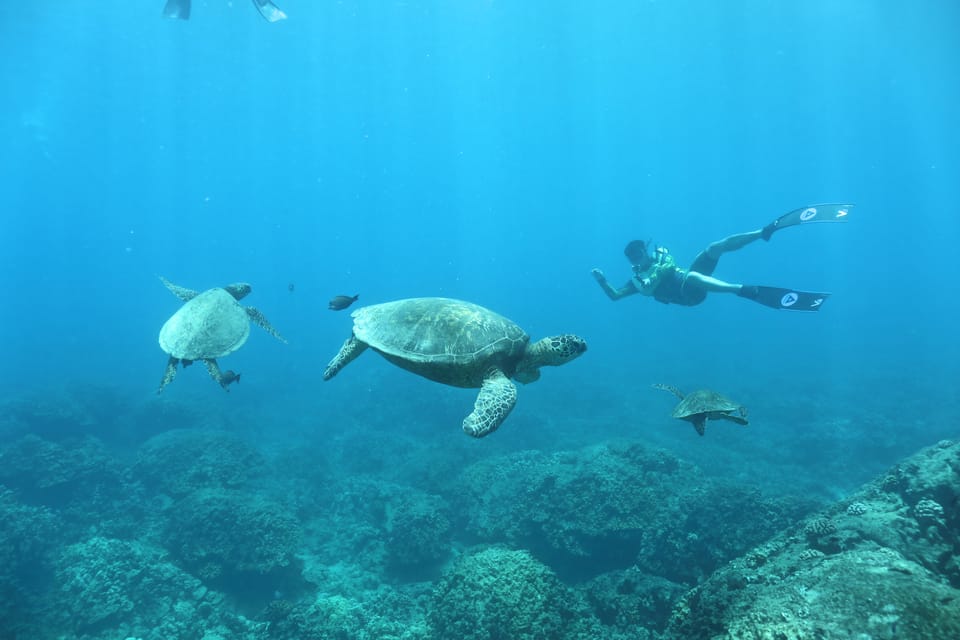 Oahu: Dolphin Watching & Turtle Snorkeling with Waterslide - Should you book this Oahu dolphin and turtle snorkeling cruise?