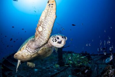 Oahu: Waikiki Submarine Tour - From Hilton Pier to the submarine: how the timing works