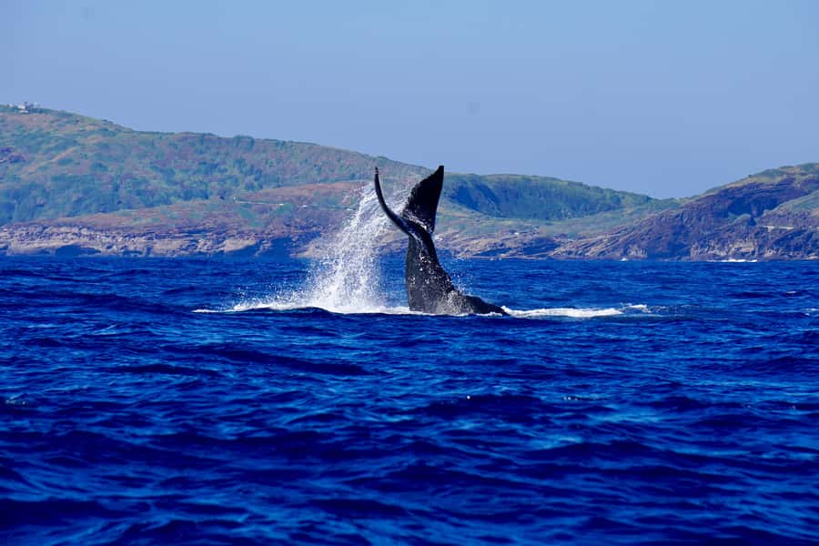 Oahu: Whale Watching Cruise Whales Guaranteed - The double-decker power boat: how it affects your photos