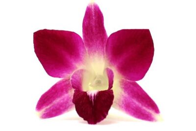 Orchid Airport Lei Greeting (Maui, Kahului Airport, OGG) - What Happens During the 15 Minutes