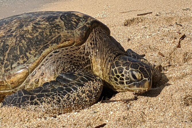 Private Oahu Circle Island Tour - Price and value: what you’re really paying for