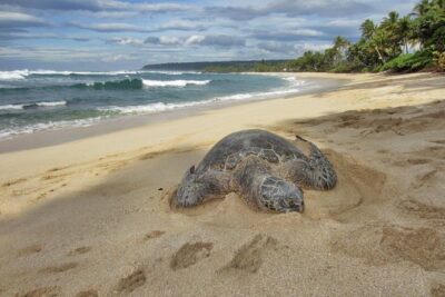 Private Tour of Oahu for 6 to 11 people - up to 8 hours - How the guide builds your 8-hour route (and keeps it flexible)