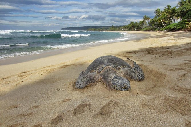 Private Tour of Oahu for 6 to 11 people - up to 8 hours - How the guide builds your 8-hour route (and keeps it flexible)