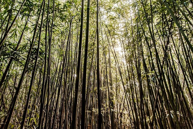 Self guided Hike Trail to Nature Walk & Waterfall - Manoa Falls Trail: the 2-hour rainforest hike that does the heavy lifting