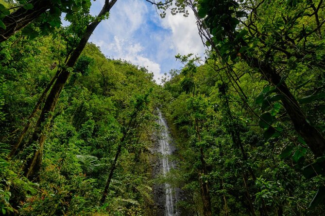 Self guided Hike Trail to Nature Walk & Waterfall - Along the trail: sugarcane, coffee, and the story behind Manoa