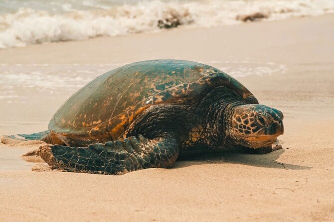Small Group North Shore Circle Island Tour Oahu - Getting Picked Up in Honolulu and Waikiki Without Stress