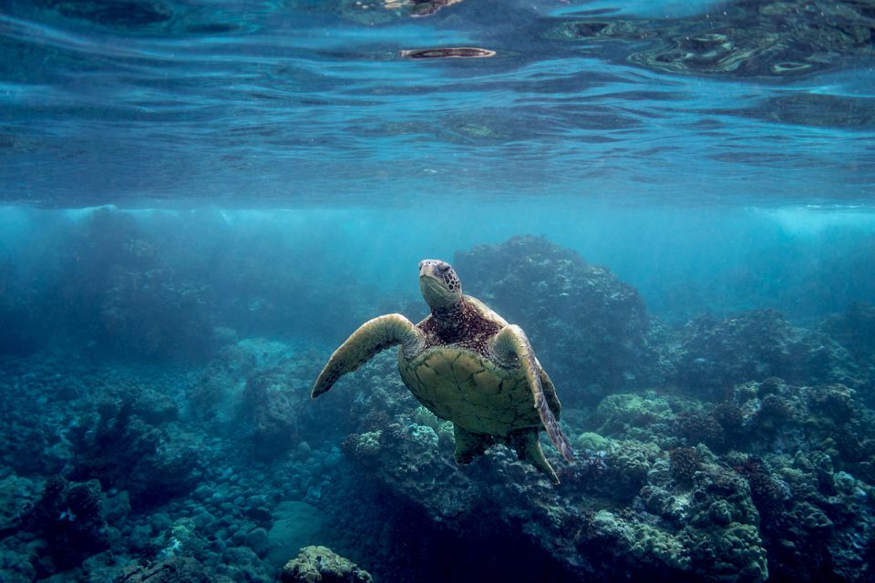 South Maui: Premium Turtle Town Kayak and Snorkel Tour - Gear and safety setup: how to get comfortable fast