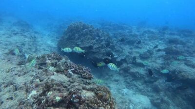 Waikiki: Honolulu Beginner Scuba Diving with Videos - Check-In at Lifeguard Tower 1G: the Logistics That Set the Tone