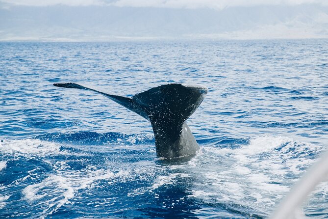 West Maui Snorkel & Sail - Who This Trip Suits Best (and When to Choose Another Option)